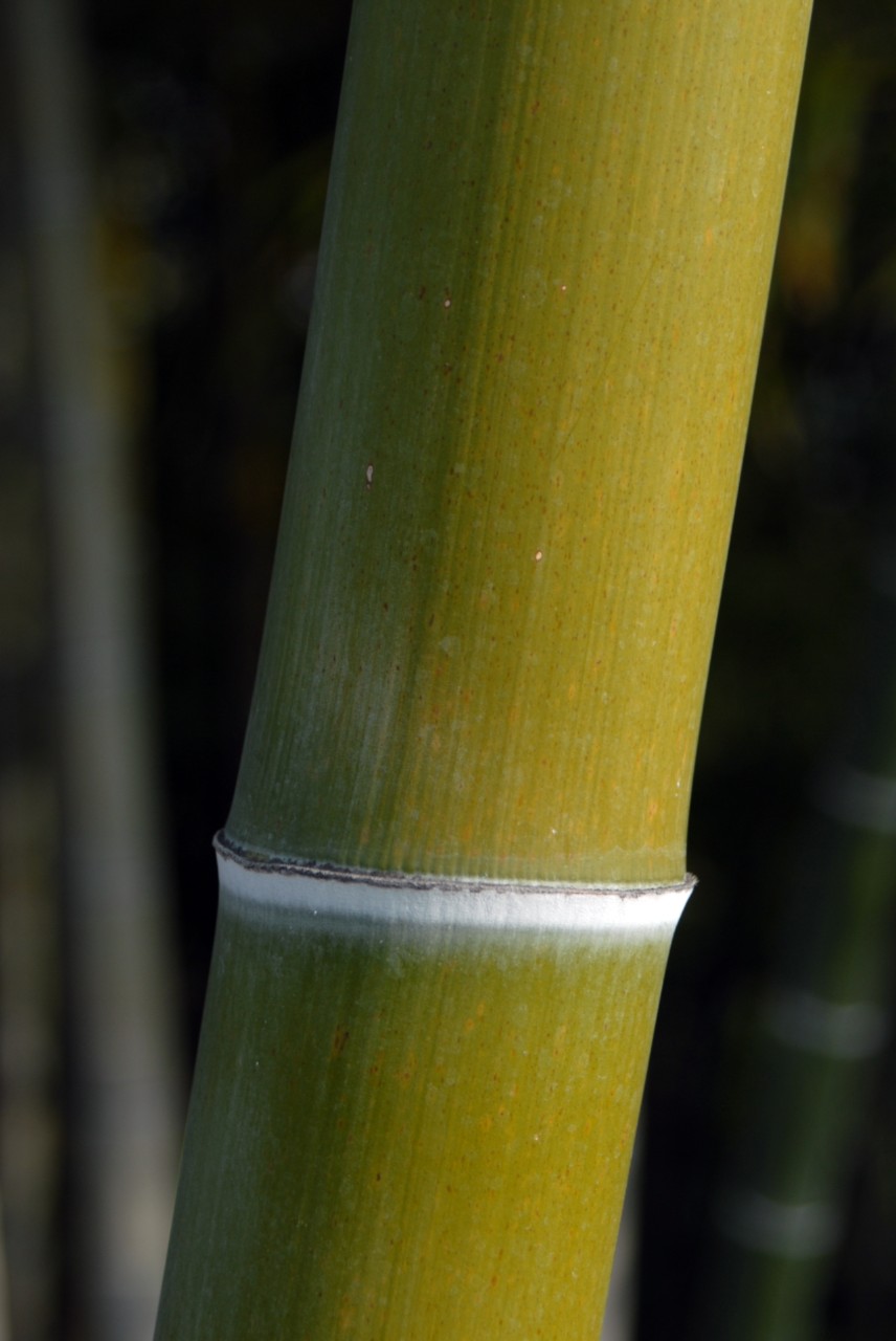 Catalogazione Fondo cinese della Pontificia Università Urbaniana